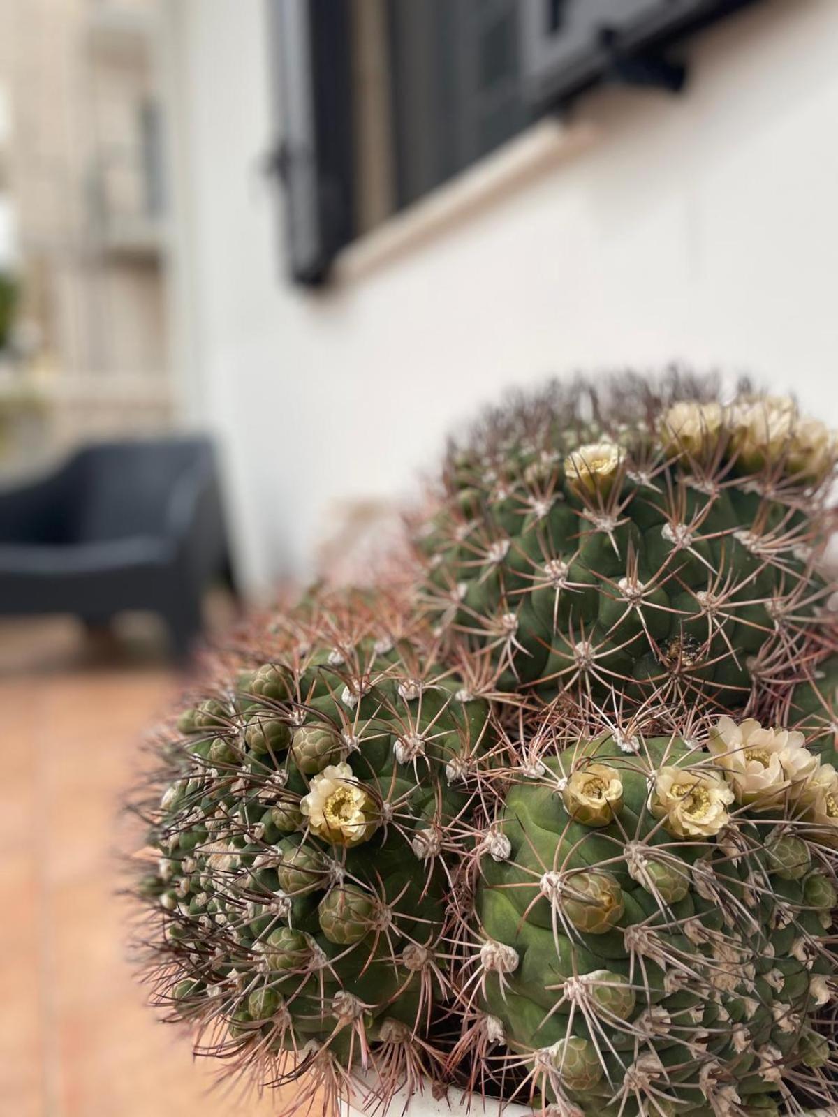 הוילה פולינאנו א מארה Rosa Dei Venti מראה חיצוני תמונה